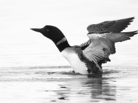 Great Northern Diver _J4X0326