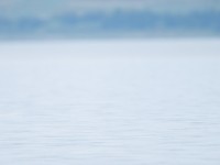 Great Northern Diver _J4X0447