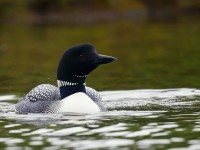Great Northern Diver _J4X9986