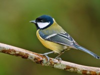Great Tit _J4X6275