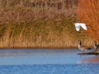 Great White Egret _J4X8058
