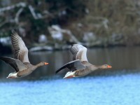 Greylags _M2A2011