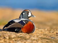 Harlequin Duck _J4X7121