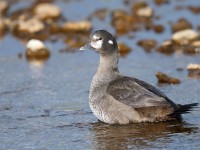 Harlequin Duck female _J4X8388