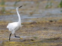 Little Egret _J4X4089