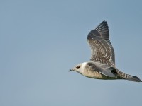 Long-tailed Skua _J4X5750