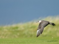 Long-tailed Skua _J4X5797