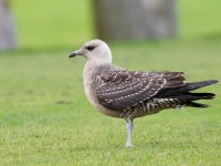 Long-tailed Skua _J4X5863