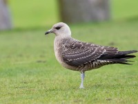 Long-tailed Skua_J4X5861