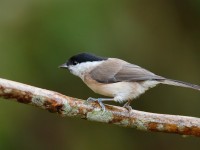 Marsh Tit _J4X6249
