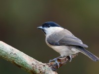 Marsh Tit _J4X6386