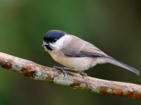 Marsh Tit _J4X6535
