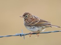 Meadow Pipit _S1Q9213