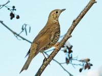 Mistle Thrush _M2A2135 copy