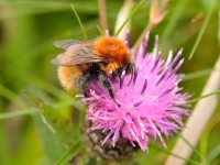 Moss Carder Bumblebee_S1Q9272