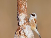Penduline Tit _J4X0575 copy