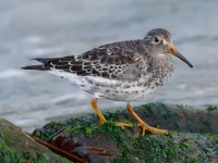 Purple Sandpiper _J4X5592