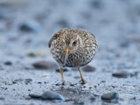 Purple Sandpiper _J4X7627