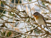 Red-breasted Flycatcher 1 _J4X5708
