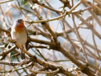 Red-breasted Flycatcher J4X5704
