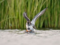 Red-necked Phalarope _J4X7333