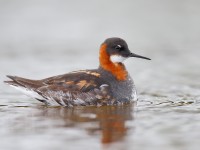 Red-necked Phalarope _J4X7368
