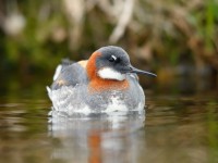 Red-necked Phalarope _J4X9209
