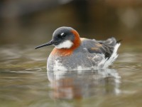 Red-necked Phalarope _J4X9219
