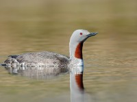 Red-throated Diver _J4X8069