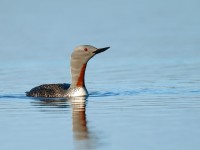 Red-throated Diver _J4X8617