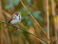 Reed Bunting _J4X6318