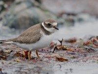Ringed Plover _J4X4327