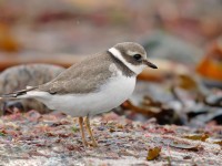 Ringed Plover _J4X4439