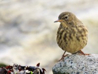 Rock Pipit _M2A0734