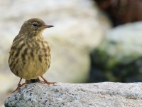Rock Pipit _M2A0738