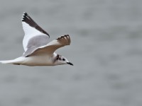 Sabine's Gull _S1Q7664