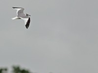 Sabine's Gull _S1Q7718