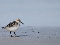 Sanderling _J4X4612