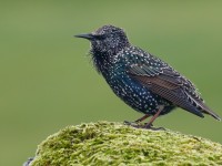 Shetland Starling _J4X5386