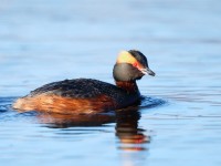 Slavonian Grebe _J4X8468