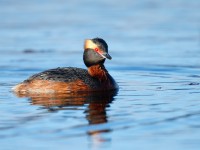 Slavonian Grebe _J4X8475