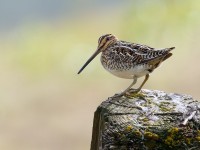 Snipe _J4X0681