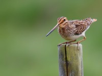 Snipe _J4X9014