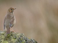 Song Thrush _J4X8946