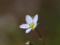 Spring Sandwort_M2A9603