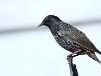 Starling _J4X3495