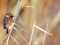 Stonechat _J4X0545 copy