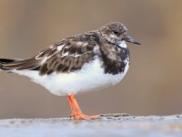 Turnstone _M2A1151