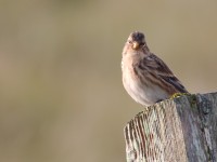 Twite _J4X5514