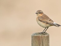 Wheatear _S1Q9185